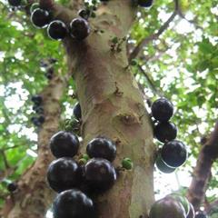 جابوتیکابا